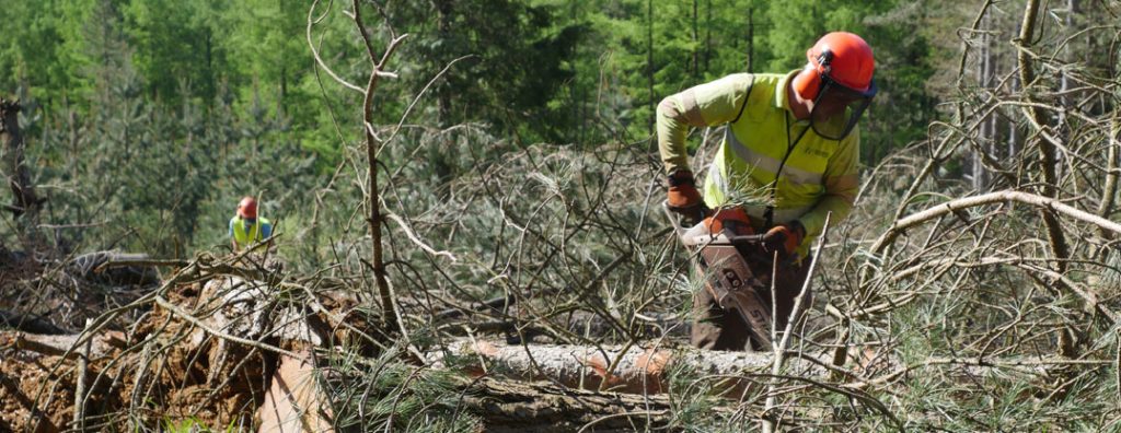 ESTRATEGIA_FORESTAL-EUSKADI-PREBEN